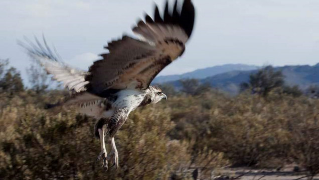 imagen Un ejemplar de águila coronada, será liberado en Escuela que apadrina la FO