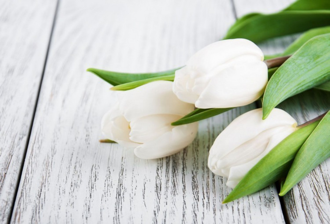 imagen Condolencias - Sr. Anselmi