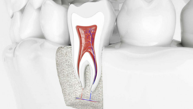 imagen Se acerca el Curso teórico y workshop de Endodoncia y Operatoria