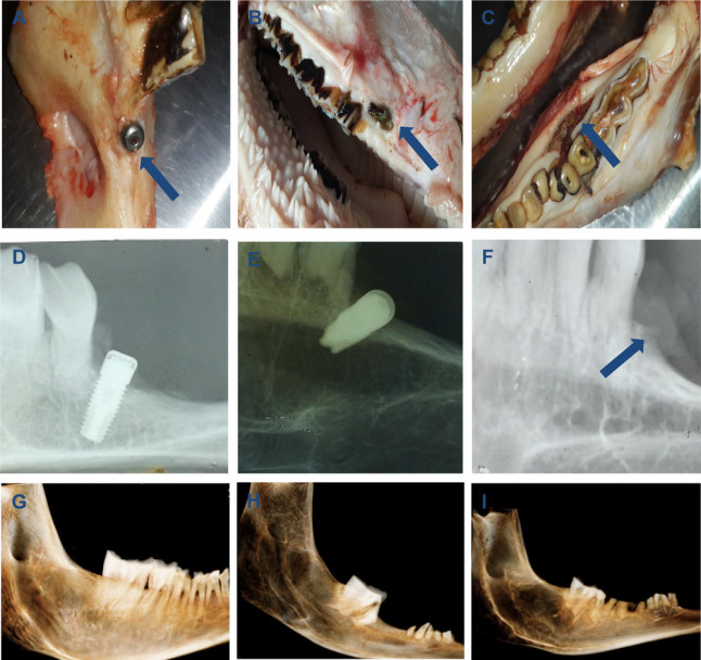 imagen La FO-UNCUYO ya tiene el primer egresado de su carrera de Doctorado en Odontología 